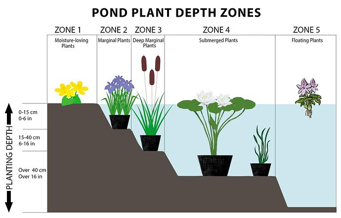 Pond-Plant-Depth-Zones-Hydrosphere