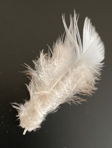 Feather