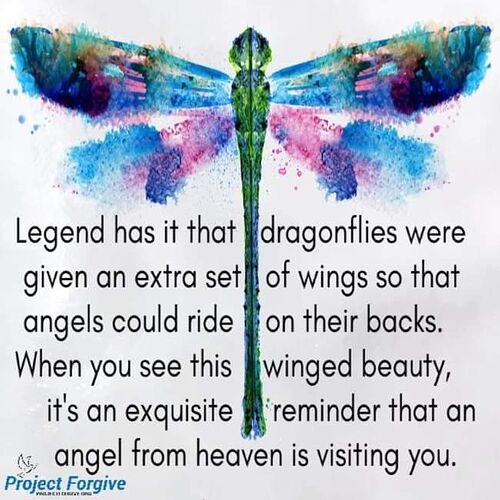 Dragonflies Appear When Angels Are Near