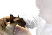 Feline Hyperthyroidism: Diagnosis & Therapeutic Modalities ...